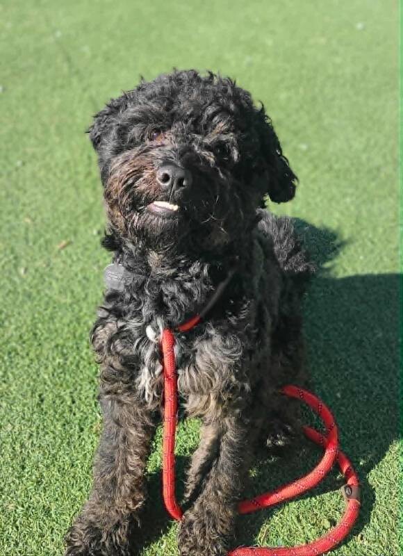 Picture of the Animal Listed